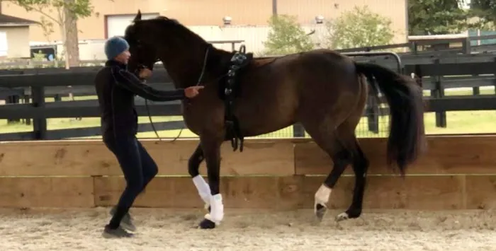 Echo Equine Picture 4