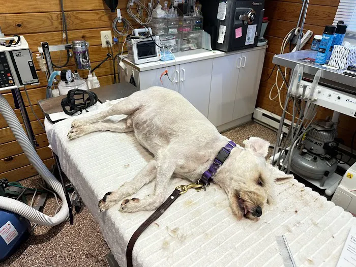 Tally Oaks Veterinary Service Picture 1