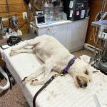 Tally Oaks Veterinary Service