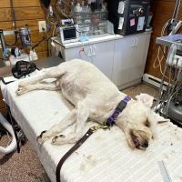 Tally Oaks Veterinary Service ico