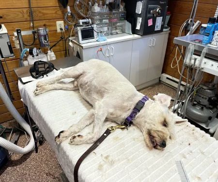 Tally Oaks Veterinary Service