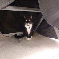 Cat Country ico