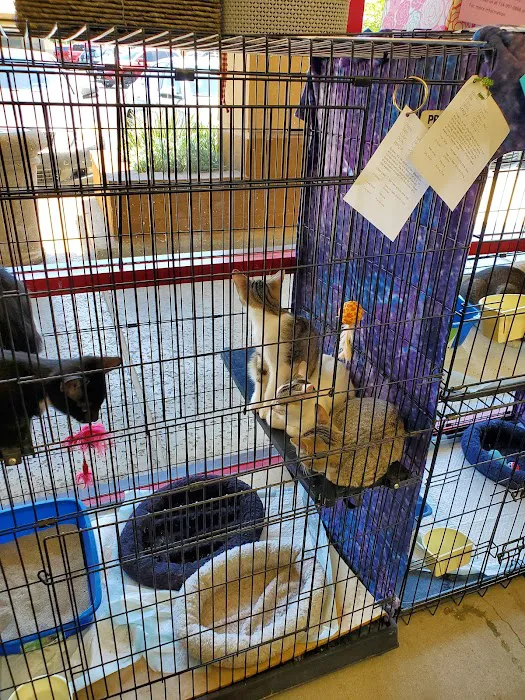 Cat Country Picture 7