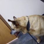 Vets & Pets Pet Hospital