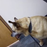 Vets & Pets Pet Hospital ico