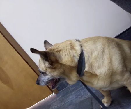 Vets & Pets Pet Hospital