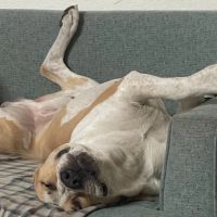 Petco ico