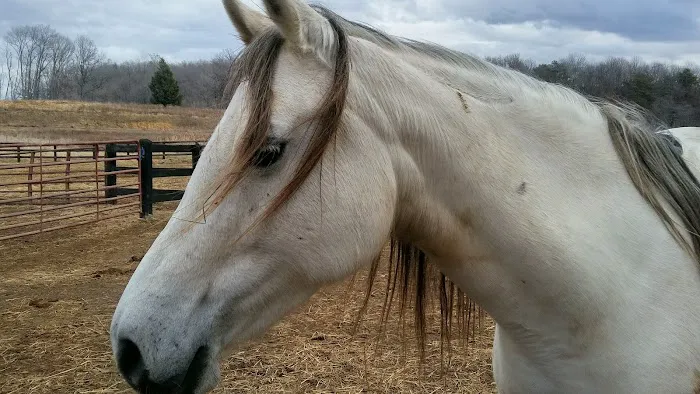 Clarke Equine Wellness and Performance Picture 6