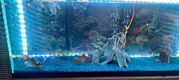 8888 Tropical Fish Picture 4