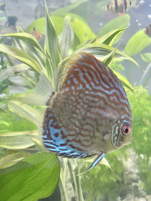 8888 Tropical Fish Picture 3