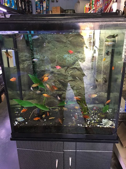 8888 Tropical Fish Picture 5