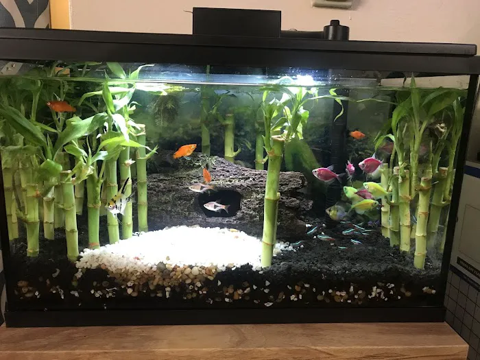 8888 Tropical Fish Picture 1