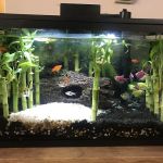 8888 Tropical Fish