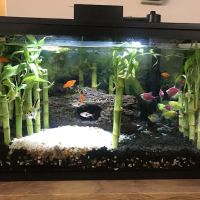 8888 Tropical Fish ico