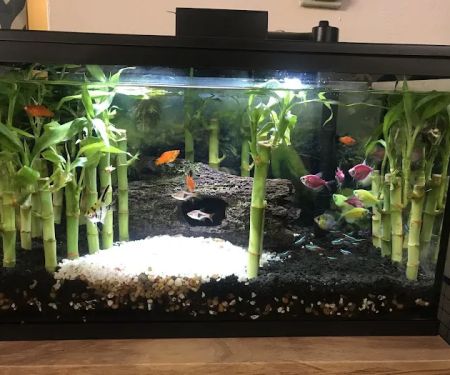 8888 Tropical Fish