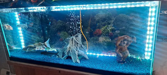 8888 Tropical Fish Picture 8