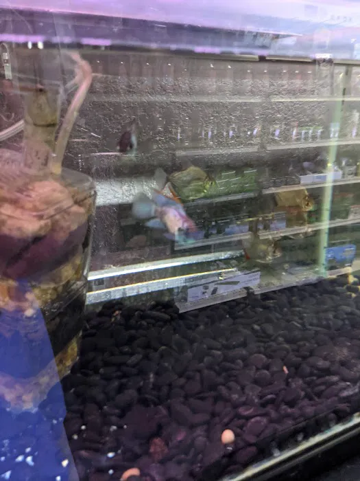 8888 Tropical Fish Picture 6
