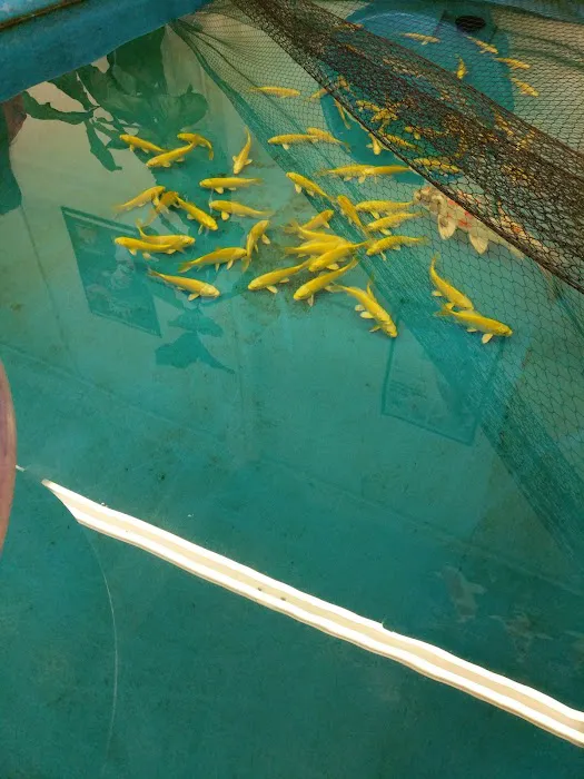 Inland Koi Picture 2