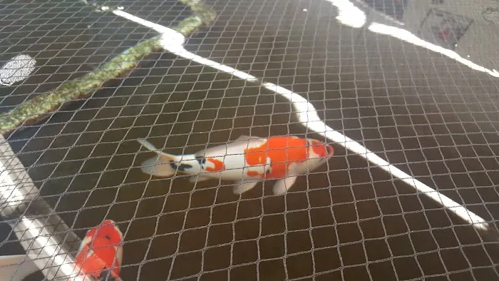 Inland Koi Picture 9