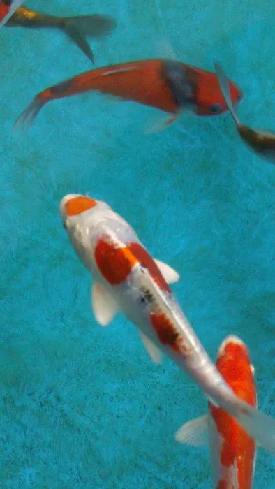 Inland Koi Picture 7