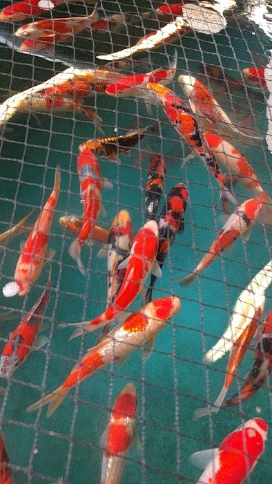 Inland Koi Picture 3