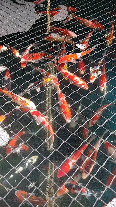 Inland Koi Picture 6