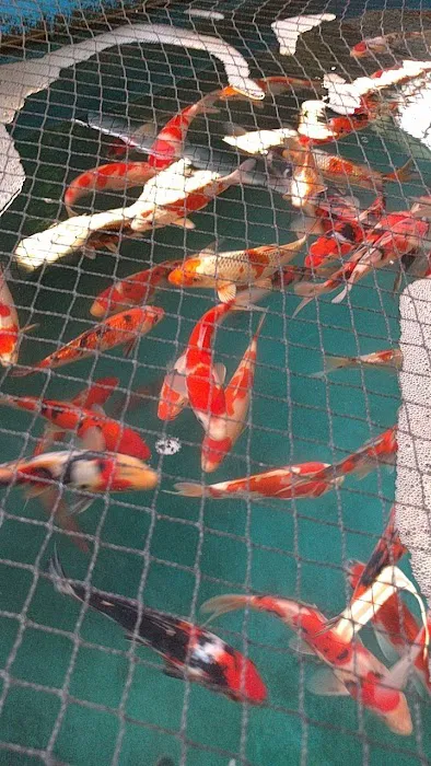 Inland Koi Picture 4