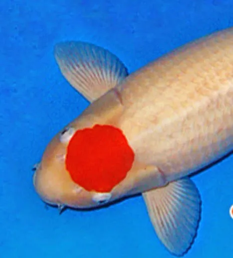 Inland Koi Picture 5
