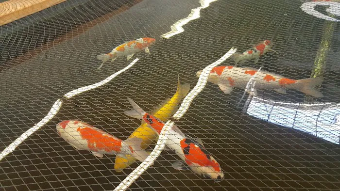 Inland Koi Picture 10