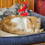 Towne Animal Clinic