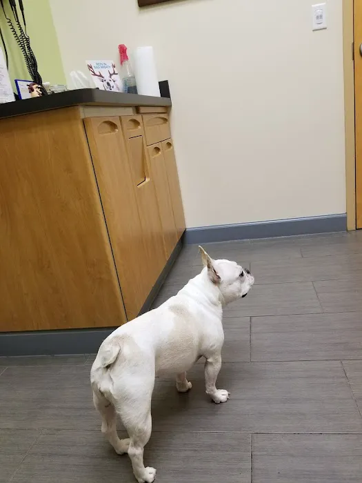 Towne Animal Clinic Picture 7