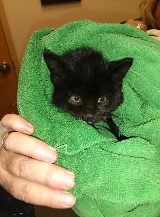 Towne Animal Clinic Picture 10