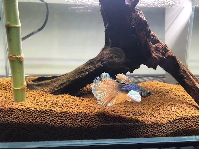 King Koi & Goldfish Picture 1