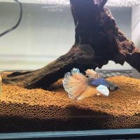 King Koi & Goldfish ico