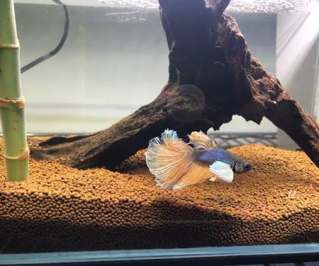 King Koi & Goldfish