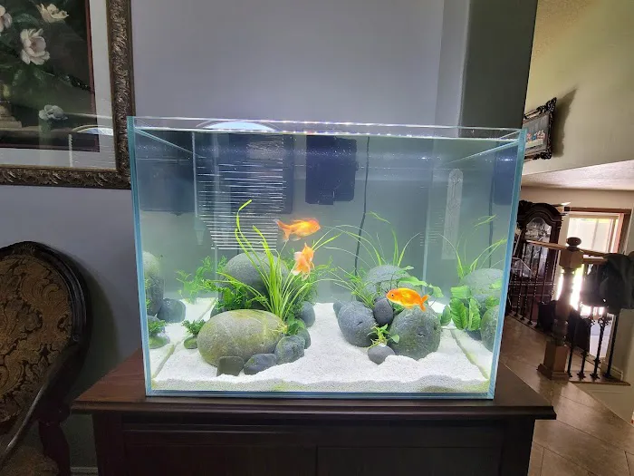 King Koi & Goldfish Picture 5