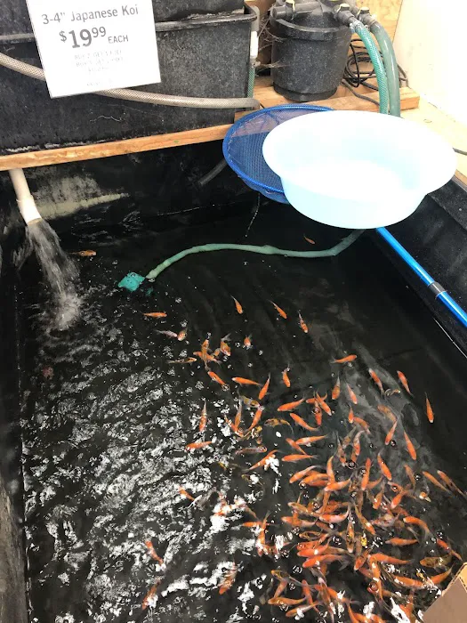 King Koi & Goldfish Picture 3