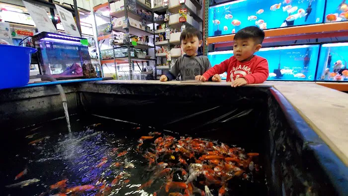 King Koi & Goldfish Picture 2