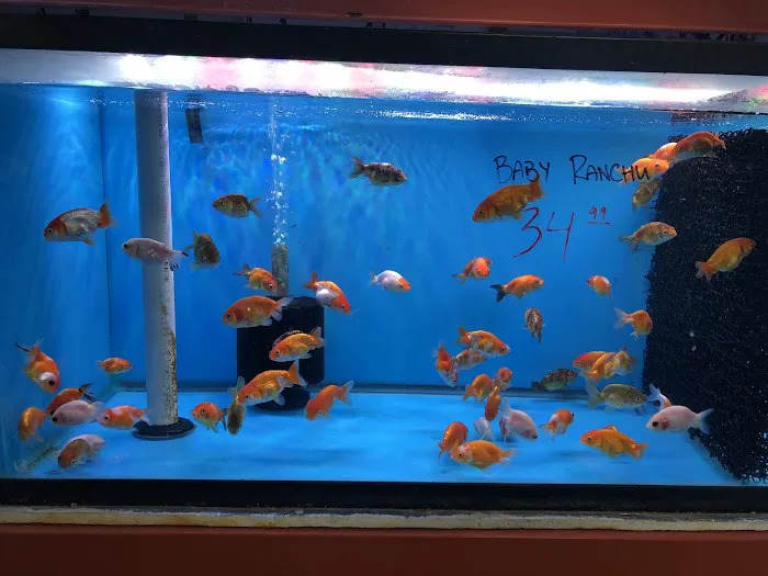 King Koi & Goldfish Picture 7