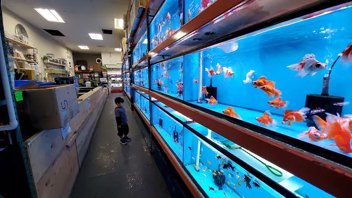 King Koi & Goldfish Picture 4
