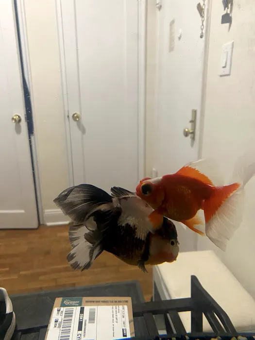King Koi & Goldfish Picture 9
