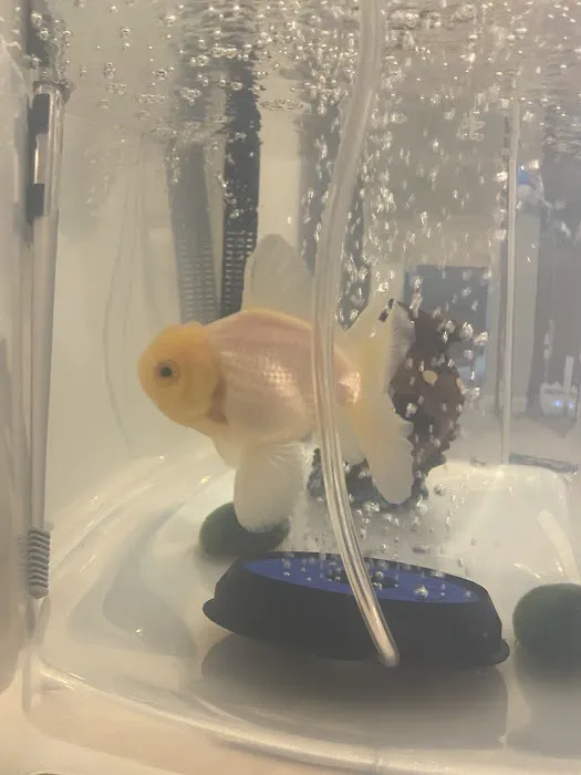 King Koi & Goldfish Picture 10