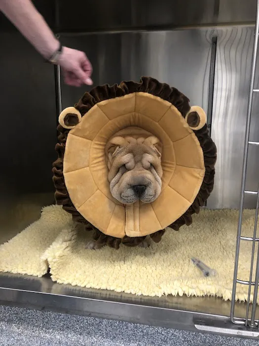 Ocean Veterinary Ophthalmology, LLC Picture 6