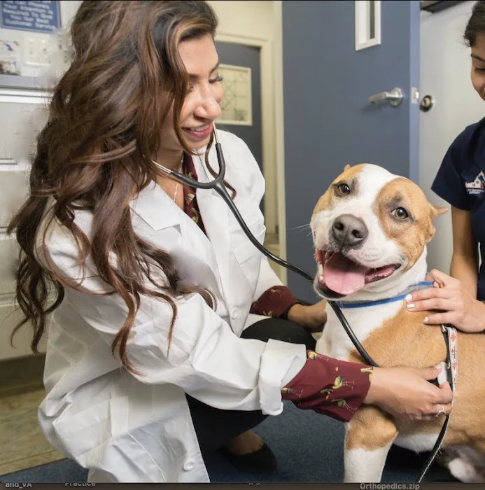 Ocean Veterinary Ophthalmology, LLC Picture 2