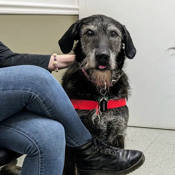 Ocean Veterinary Ophthalmology, LLC Picture 1