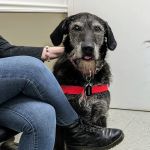Ocean Veterinary Ophthalmology, LLC
