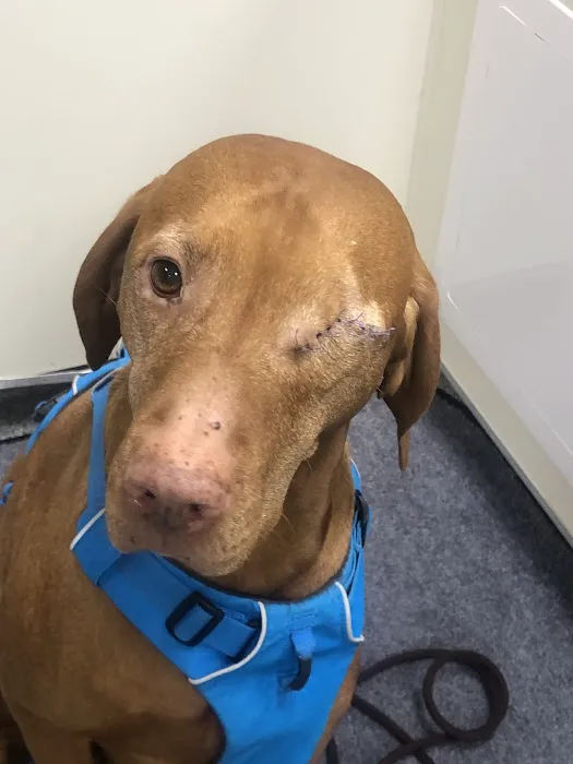 Ocean Veterinary Ophthalmology, LLC Picture 9