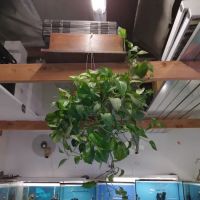 Nolan's Aquarium ico