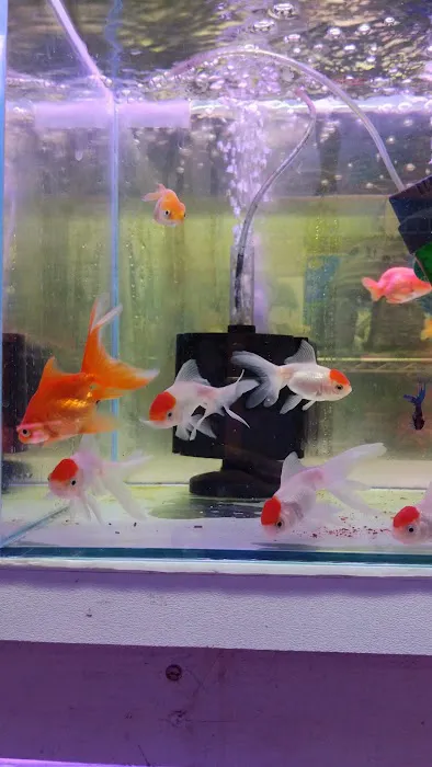 D D Fish & Pets Picture 7
