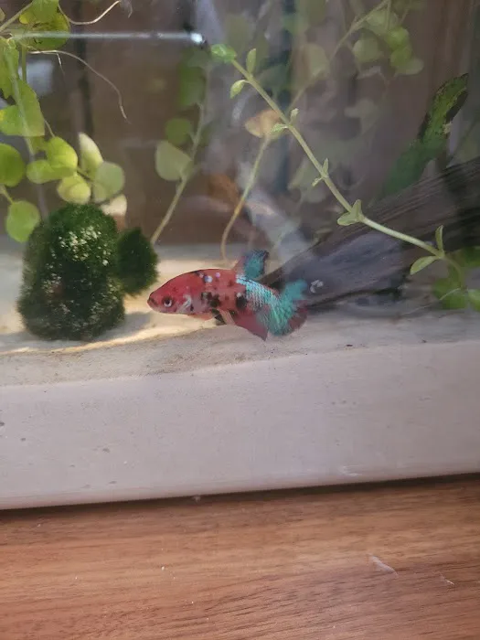 D D Fish & Pets Picture 10